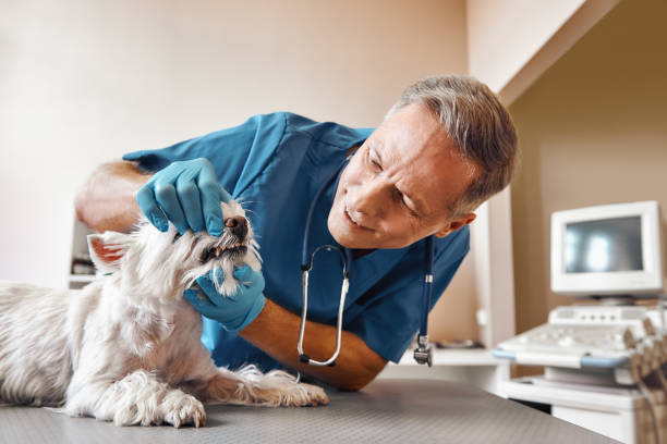 Best Emergency Treatment for Dental Infections or Abscesses in St Matthews, SC
